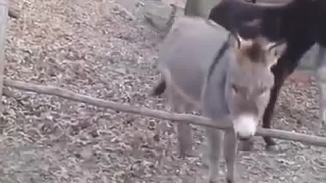 Donkey - A FUNNY DONKEY VIDEOS| Pets And Animals