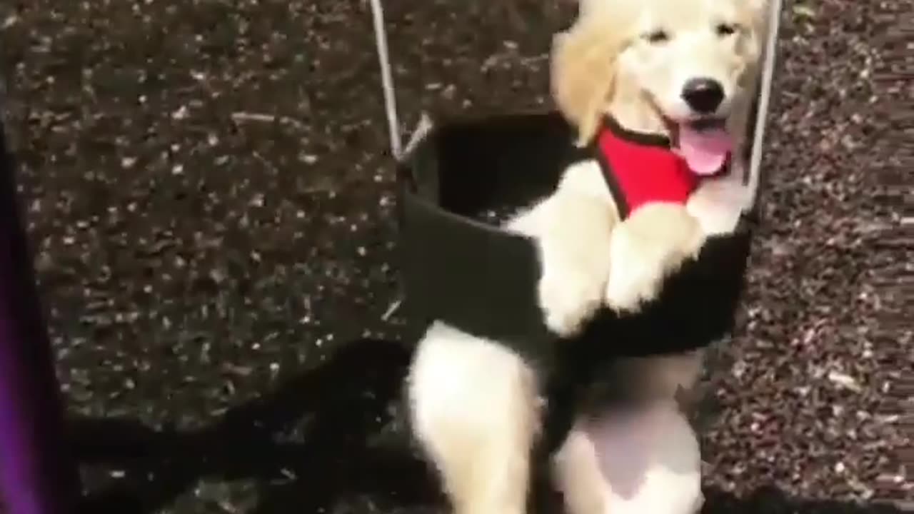 Cute Dog playing in swing