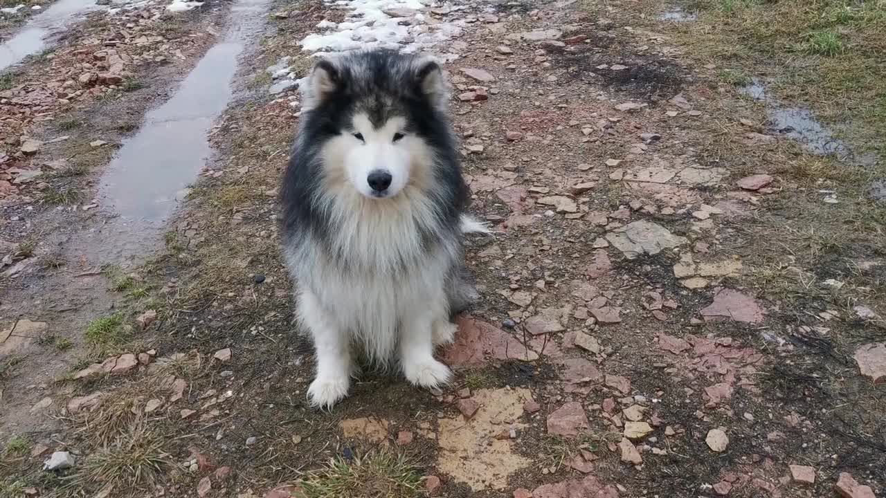 Training a Siberian Husky Dog to Fetch