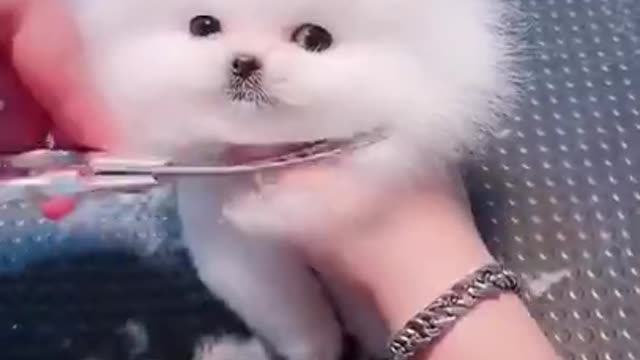 My Baby Doggie