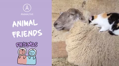 [Sweet Animal] Animal friends