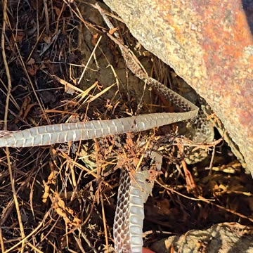Snakeskin under a stone.