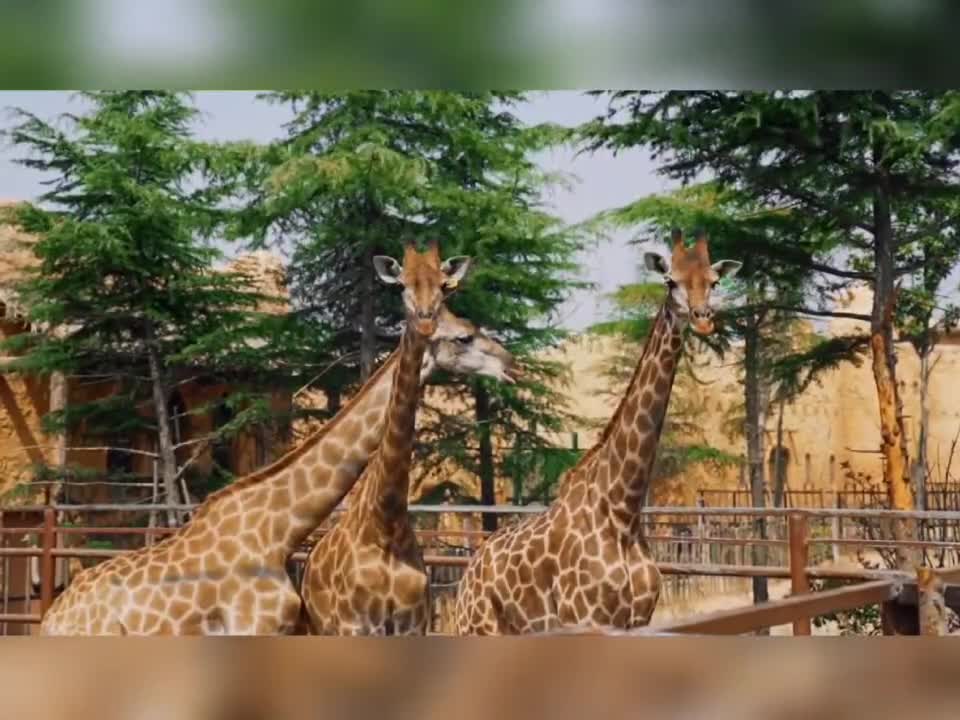 Giraffes walk leisurely and live happily.