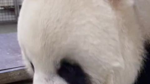 Watching pandas eat will increase my appetite. If you don't believe it, try it