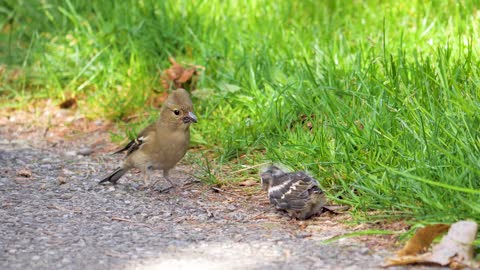 Bird chick