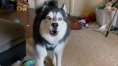 This video will made your day (funny dog video)