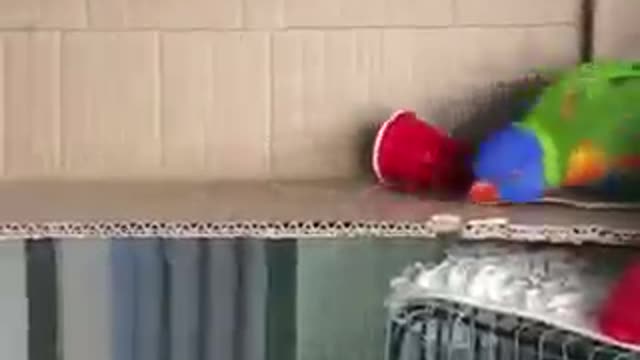 Funny Bird Love Playing With Cup!