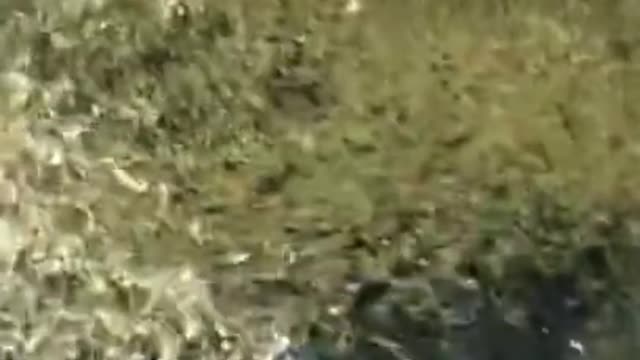 Incredible Moment! Fishman Caught Thousands Of Fish In Sea 🐟