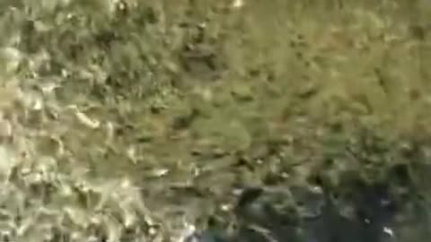 Incredible Moment! Fishman Caught Thousands Of Fish In Sea 🐟