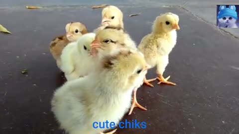 Cute chiks