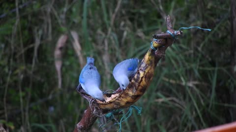 *Nature birds*