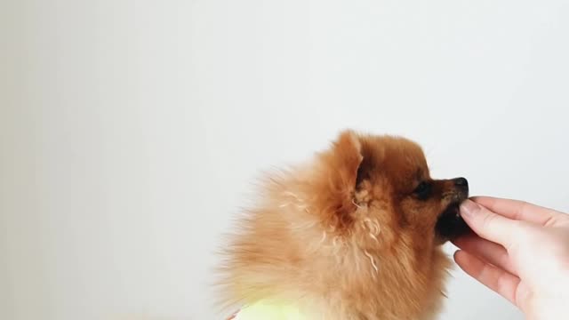 Cutest puppy doing tricks for treats!