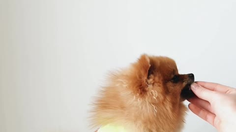 Cutest puppy doing tricks for treats!