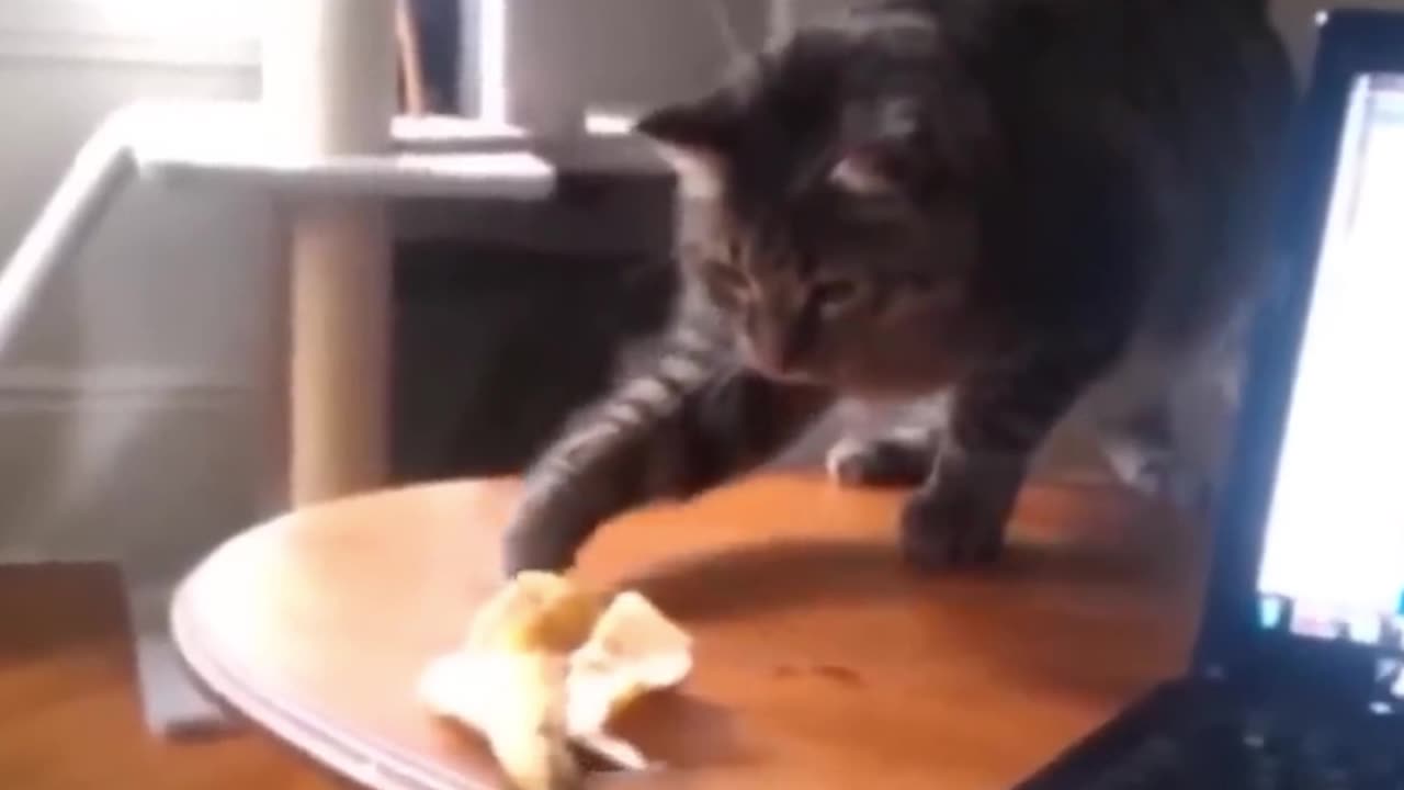 The Ultimate Funny Cat Video Collection