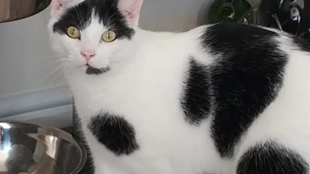 Black white cat stands on hind legs to eat from food bowl