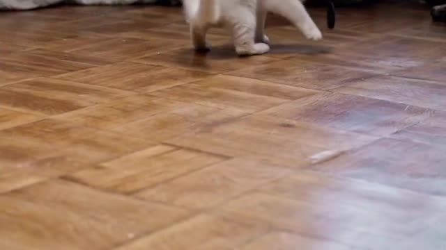 Funny cat training at home