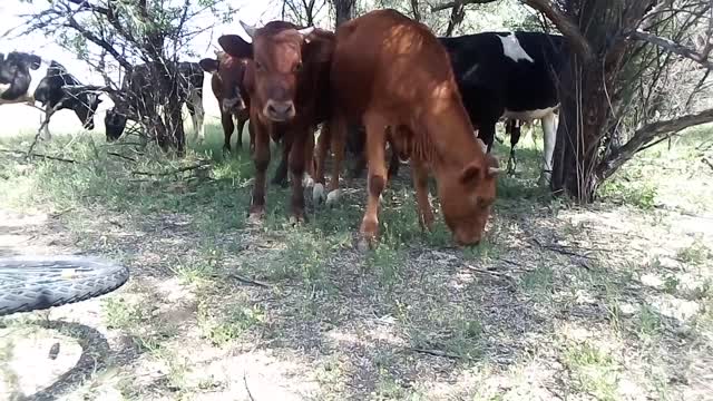 The bull is very interested in a bicycle