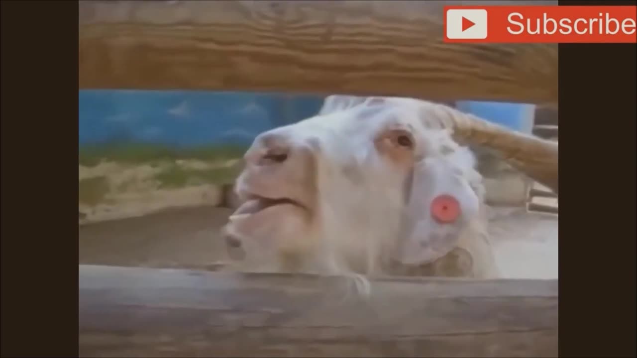 Goats Screaming Like Humans, Try Not to Laugh🐐😂 🤣