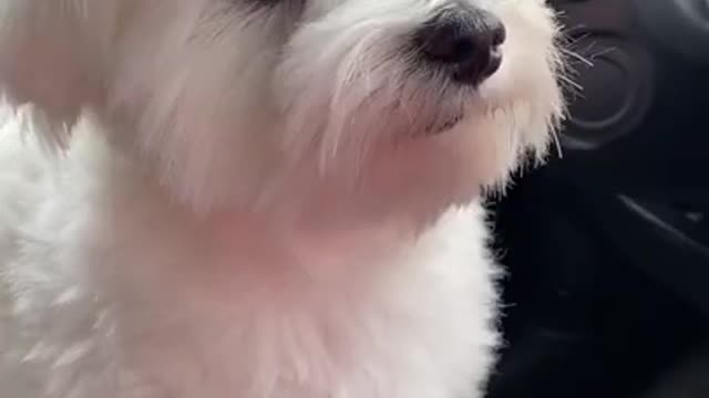Please Don&#39;t Pet Me - Try Not to Laugh while watching Funny Dog Videos