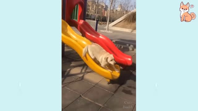 dog goes down slide