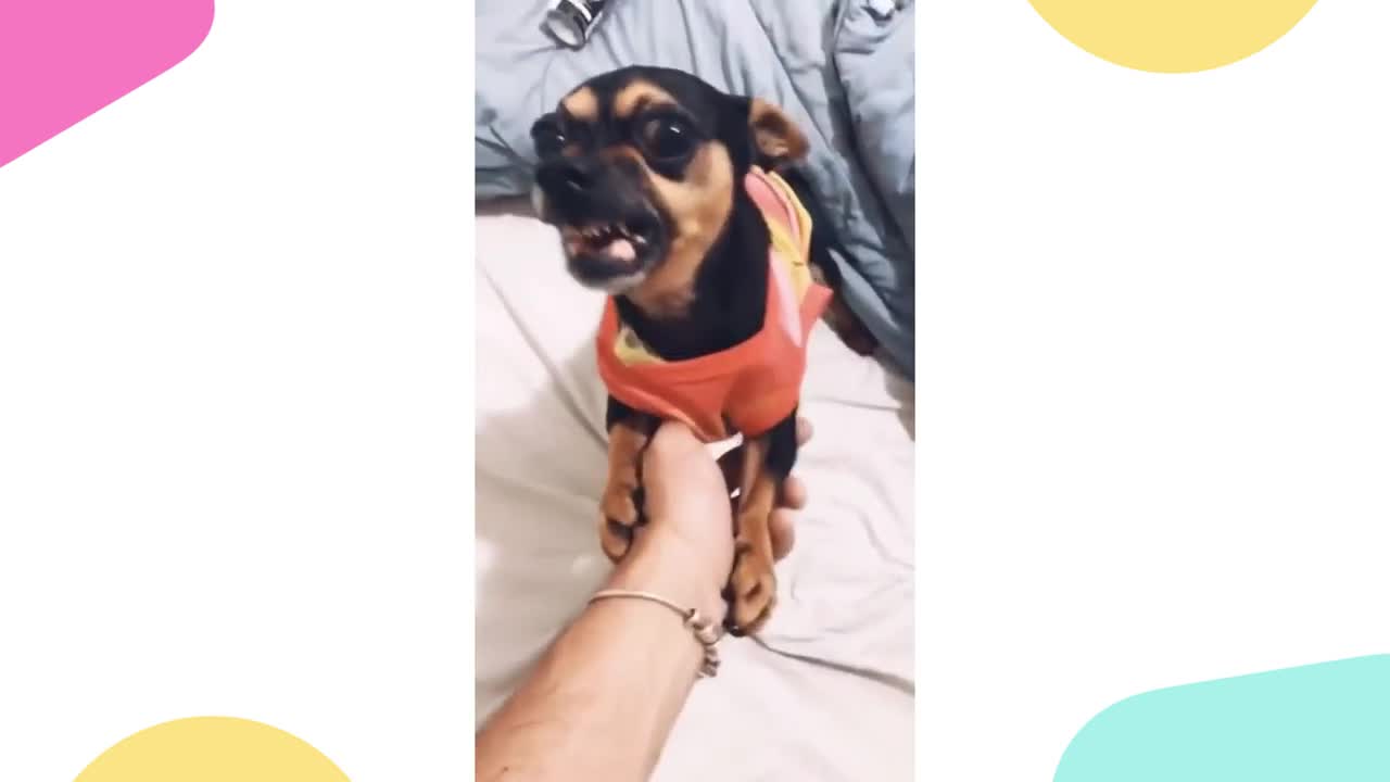fun dogs videos try not to laugh fun fun barking fun dogs