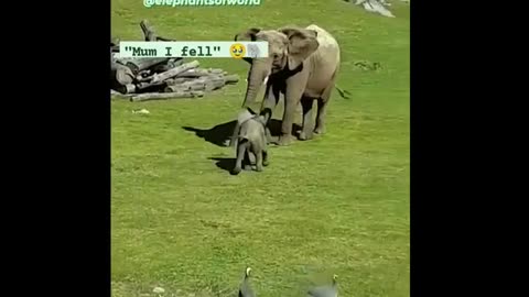 Funny and cute moment animal