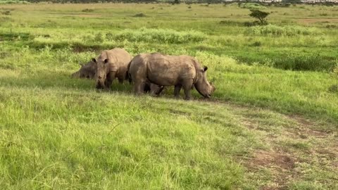 Familly Rhino Video