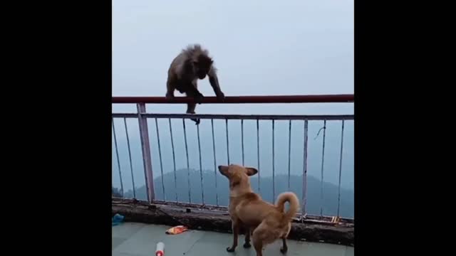 Dog monkey funny videos