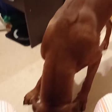 Rhodesian Ridgeback Dog Boxing By Himself