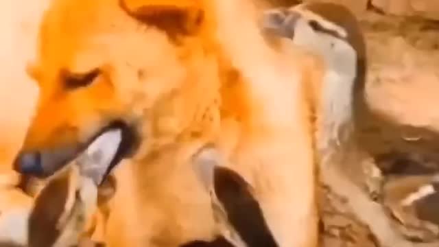 Best Funny Dogs and Cats πΆπ± Try Not To Laugh