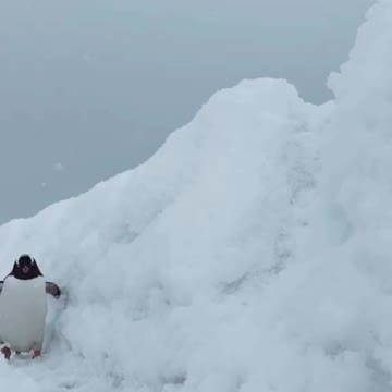 Cute penguin