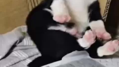 Cute cat playing at home, Lovely cat funny 10