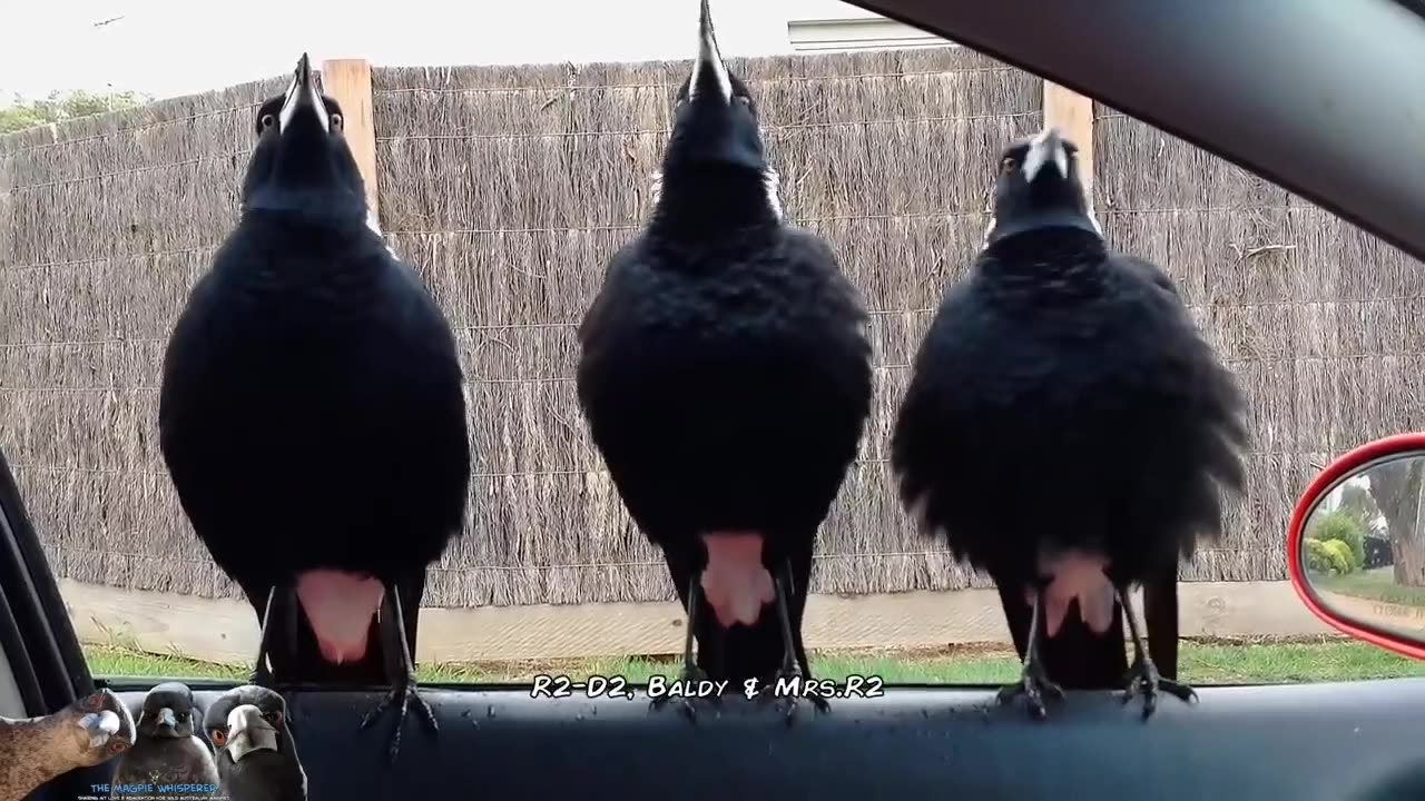 an out of tune trio 😅🐦