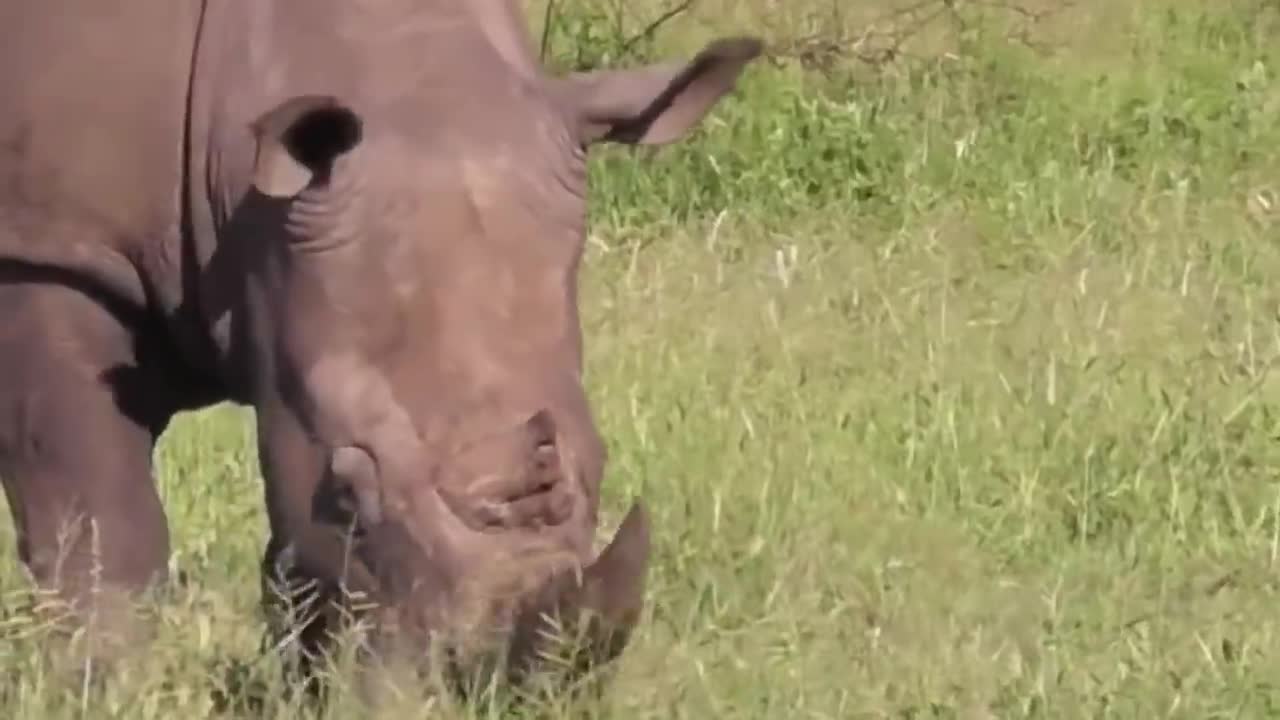 Wellcome The Biggest Rhinoceranto de animais Di savage Animals wild