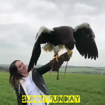 The biggest eagle on the world
