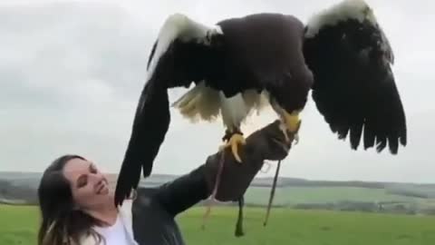 The biggest eagle on the world