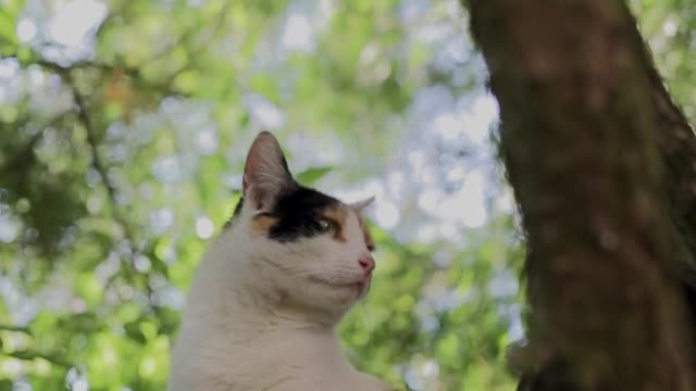 Mama Cat Takes Back Crying Kitten From Toddler