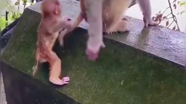 Best Funny Animal Videos of the year (2021),