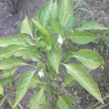 Hot pepper blossoms