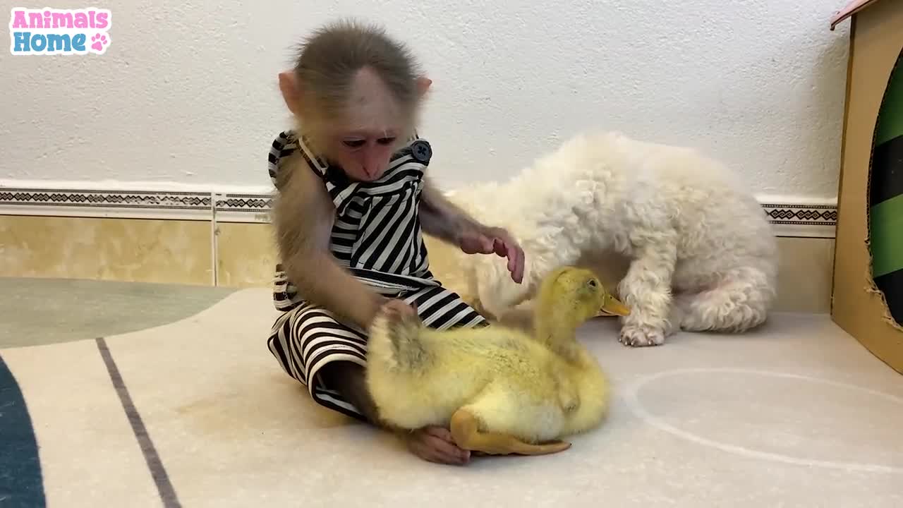 BiBi takes little duckling playing