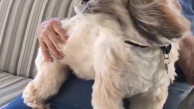 White dog on porch lawn chair gets leaf blowered