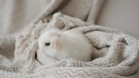 cute white rabbit just waking after a nap