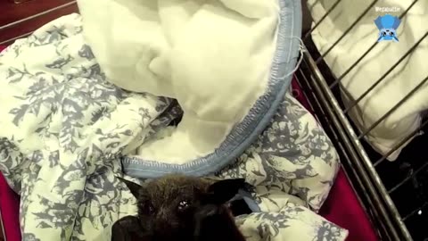 Flying-fox rescued from a railway station; this is Teresa