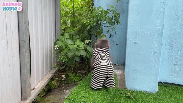 Smart BiBi helps dad feed baby parrots