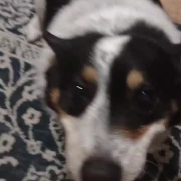 Sugar Biscuit kills again!