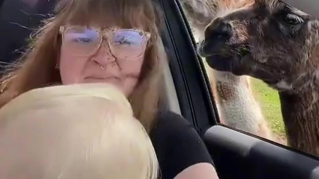 Llamas Spit on a lady