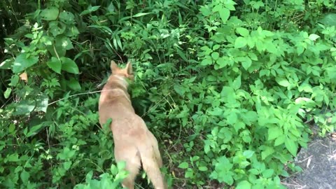 Rescue the abandoned dog with duct tape around its mouth wandering around and unable to eat or drink