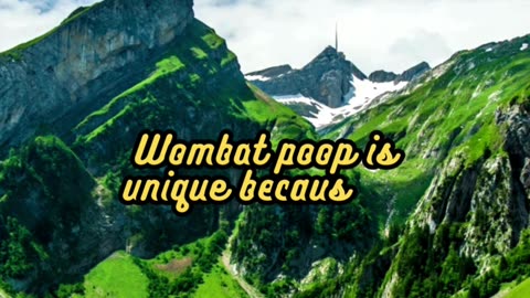 Animal Facts Wombat Poop #shorts