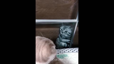 Funniest Cats and Dogs 🐱🐶 2022