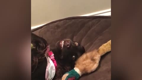 Adorable Dog Funny Reaction